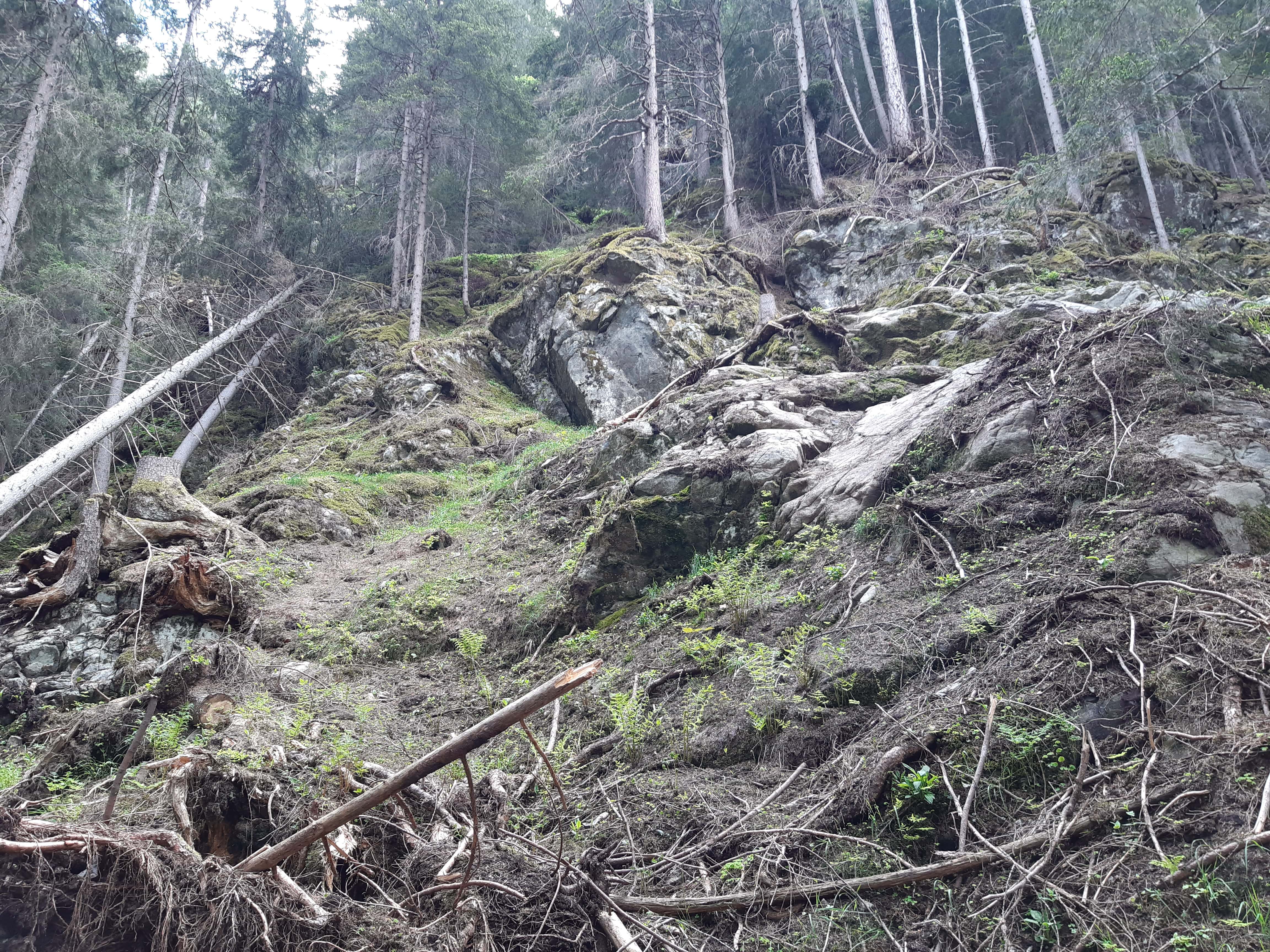 Waldschäden
