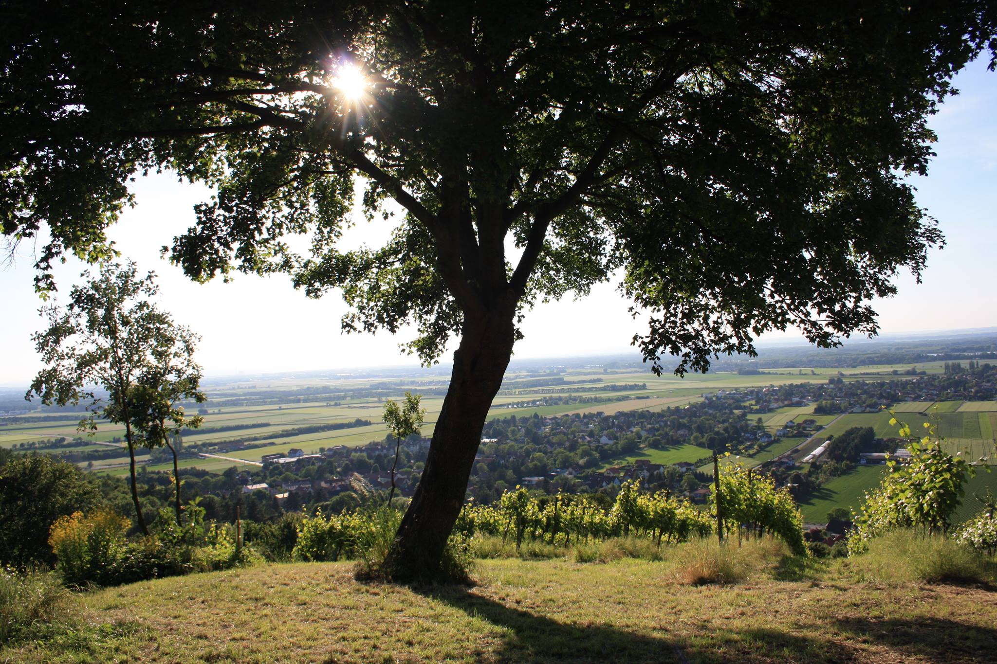 baum solitaer